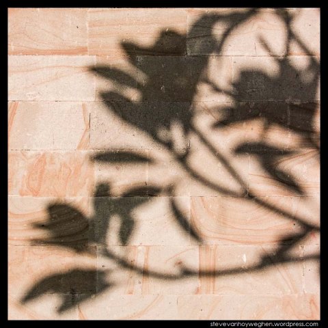 Frangipani shadow