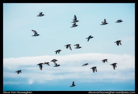 Iceland :: Birds