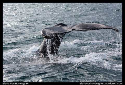 Iceland :: Whale