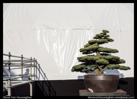 Belgium, Ghent :: bonsai and scaffold